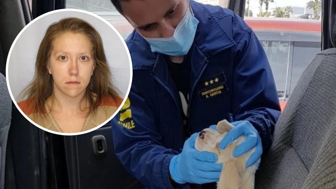 Arrestan a mujer acusada de encerrar a un cachorro en un automóvil caliente en Gainesville 