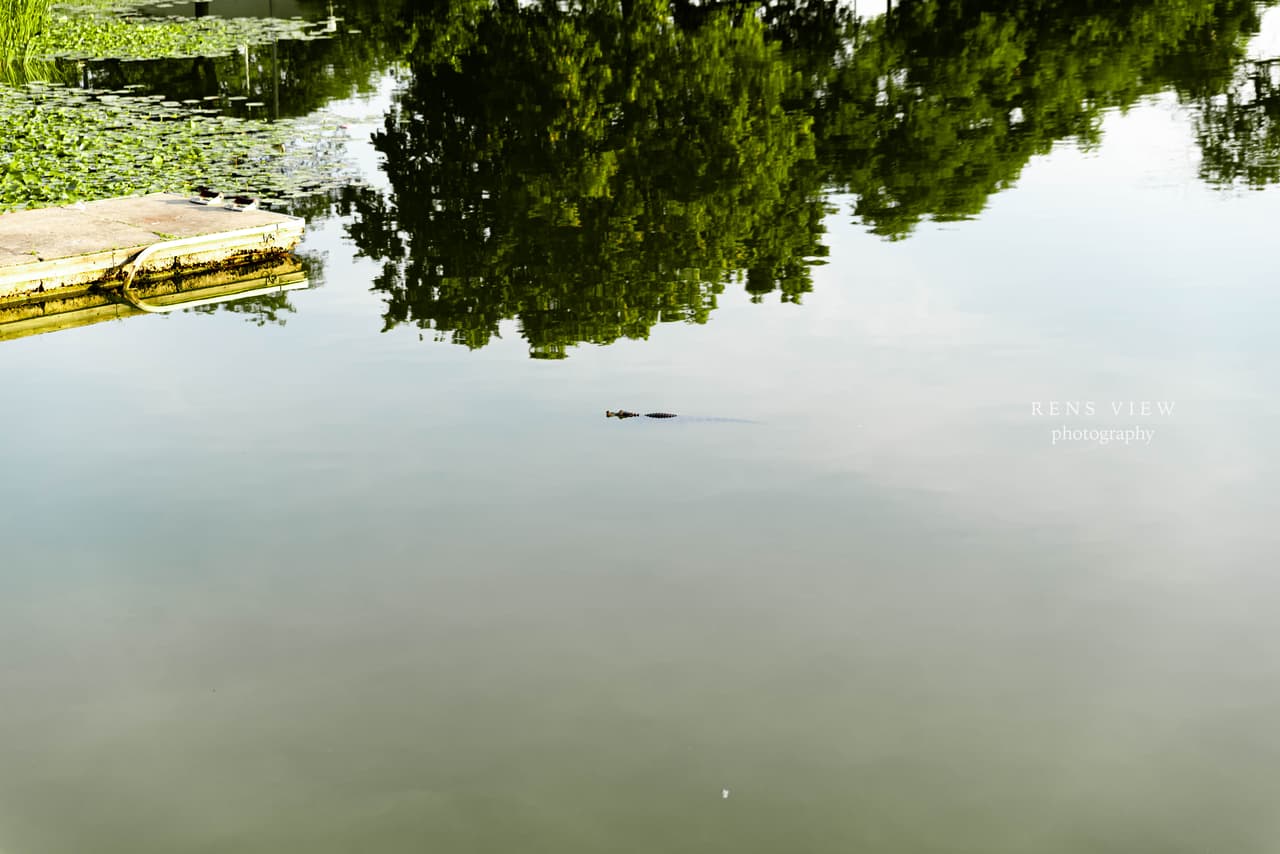 Ren's View Photography