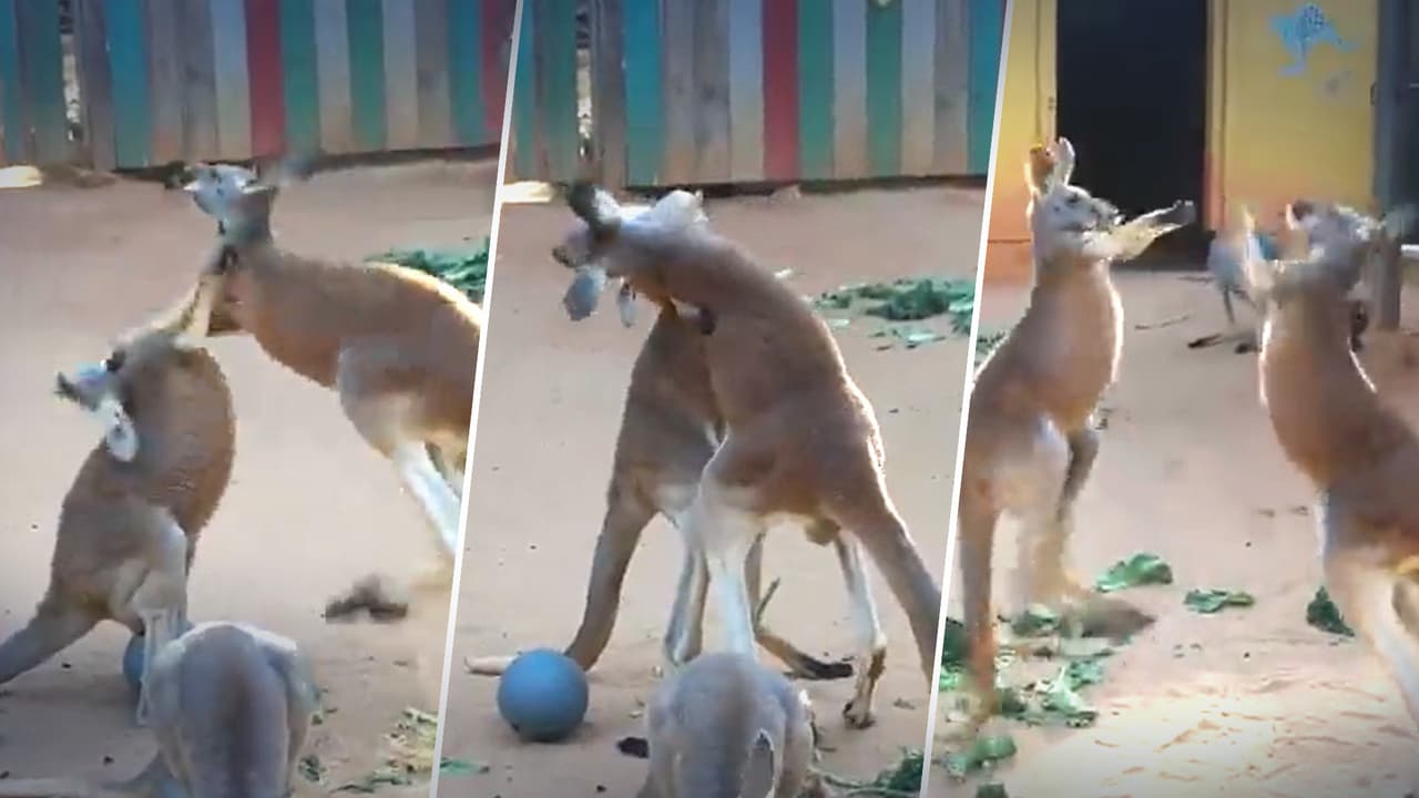 Así es como dos canguros "boxean" en un zoológico de San Antonio