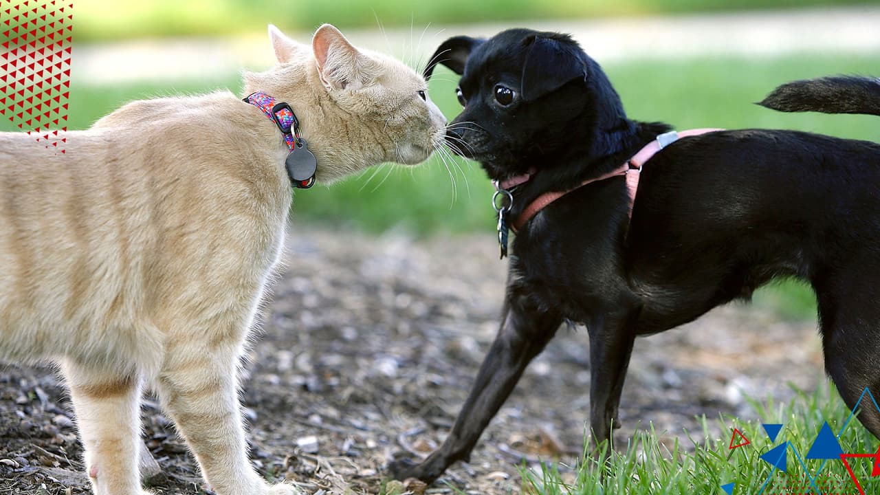 Perros vs gatos: científicos señalan cuál animal es más inteligente