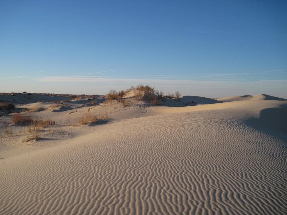 <b>Parque estatal Monahans Sandhills</b>
<br>El parque es solo una pequeña porción de un campo de dunas que se extiende a unas 200 millas desde el sur de Monahans hacia el oeste y el norte hacia Nuevo México. Las plantas estabilizan la mayoría de estas dunas. Las dunas activas crecen y cambian de forma en respuesta a los vientos predominantes estacionales. Algunas dunas miden hasta 50 pies de altura.