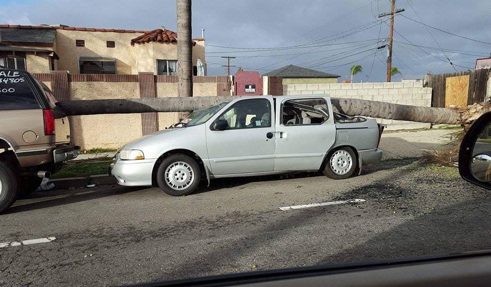Vehículo destrozado por el impacto de una palmera en Los Ángeles