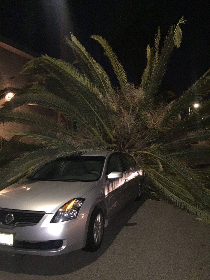 La palmera se desplomó sobre un vehículo en Venice Beach