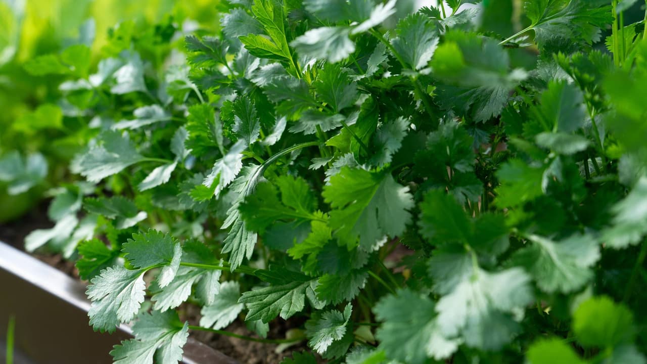 Cilantro y perejil, bajo el escrutinio en Carolina del Norte en medio de un nuevo brote de ciclosporiasis