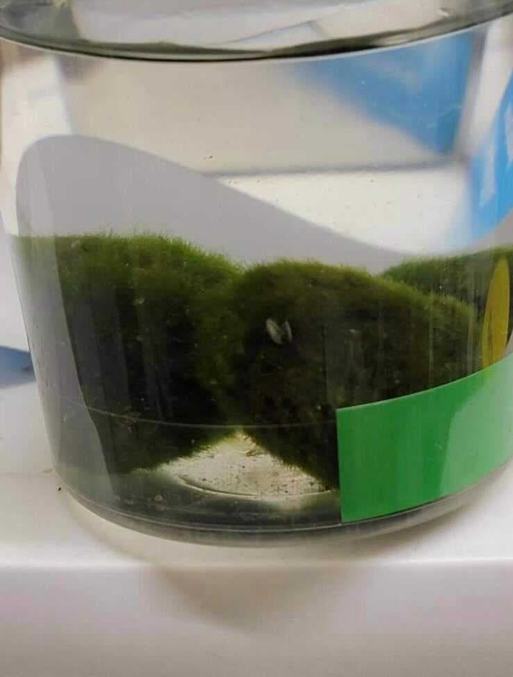 Este producto puede desecharse de manera segura congelándolo (durante 24 horas) o hirviéndolo (durante al menos 10 segundos) antes de desecharlo en la basura.