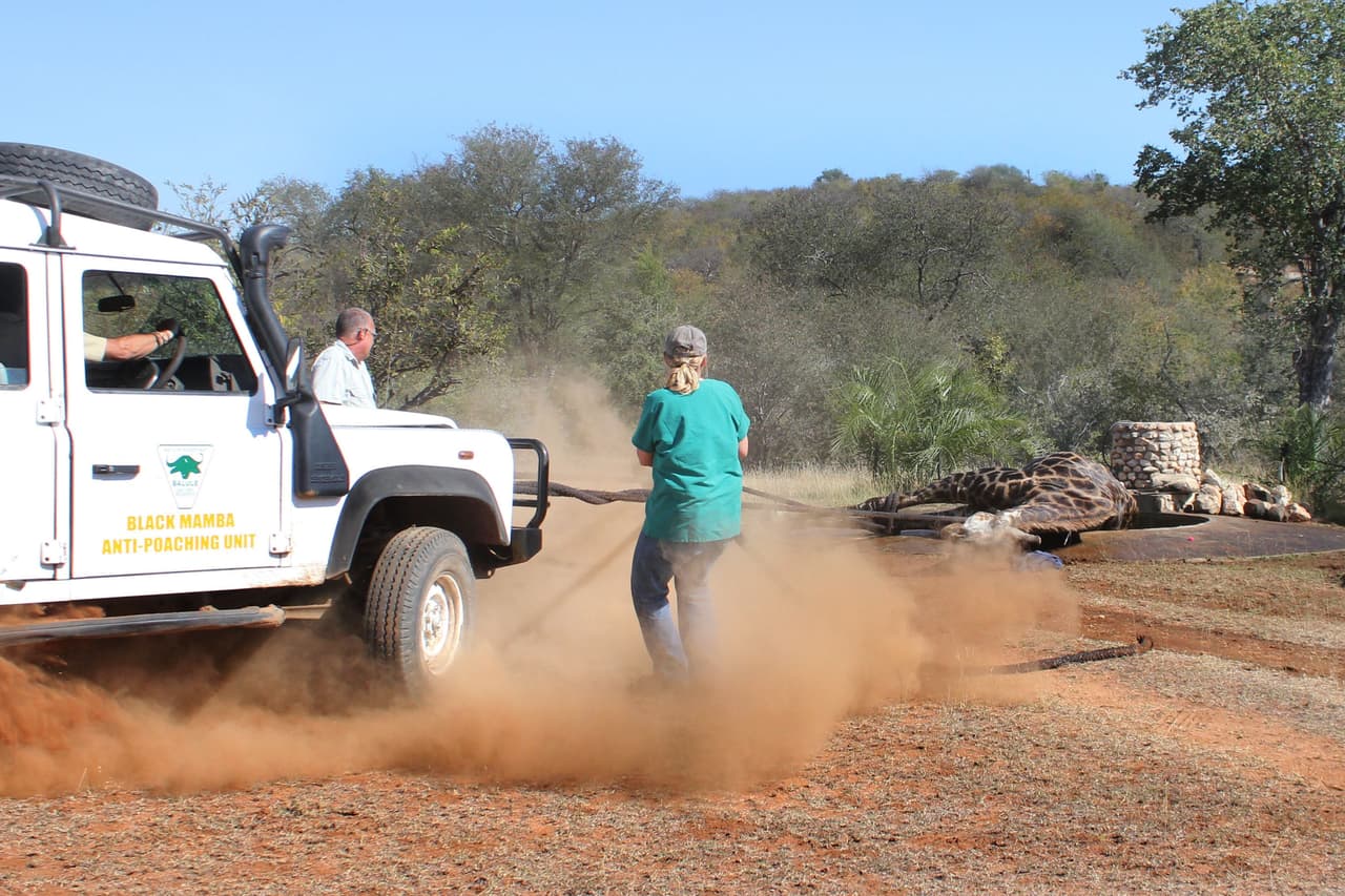 En un profundo problema se metió una jirafa.