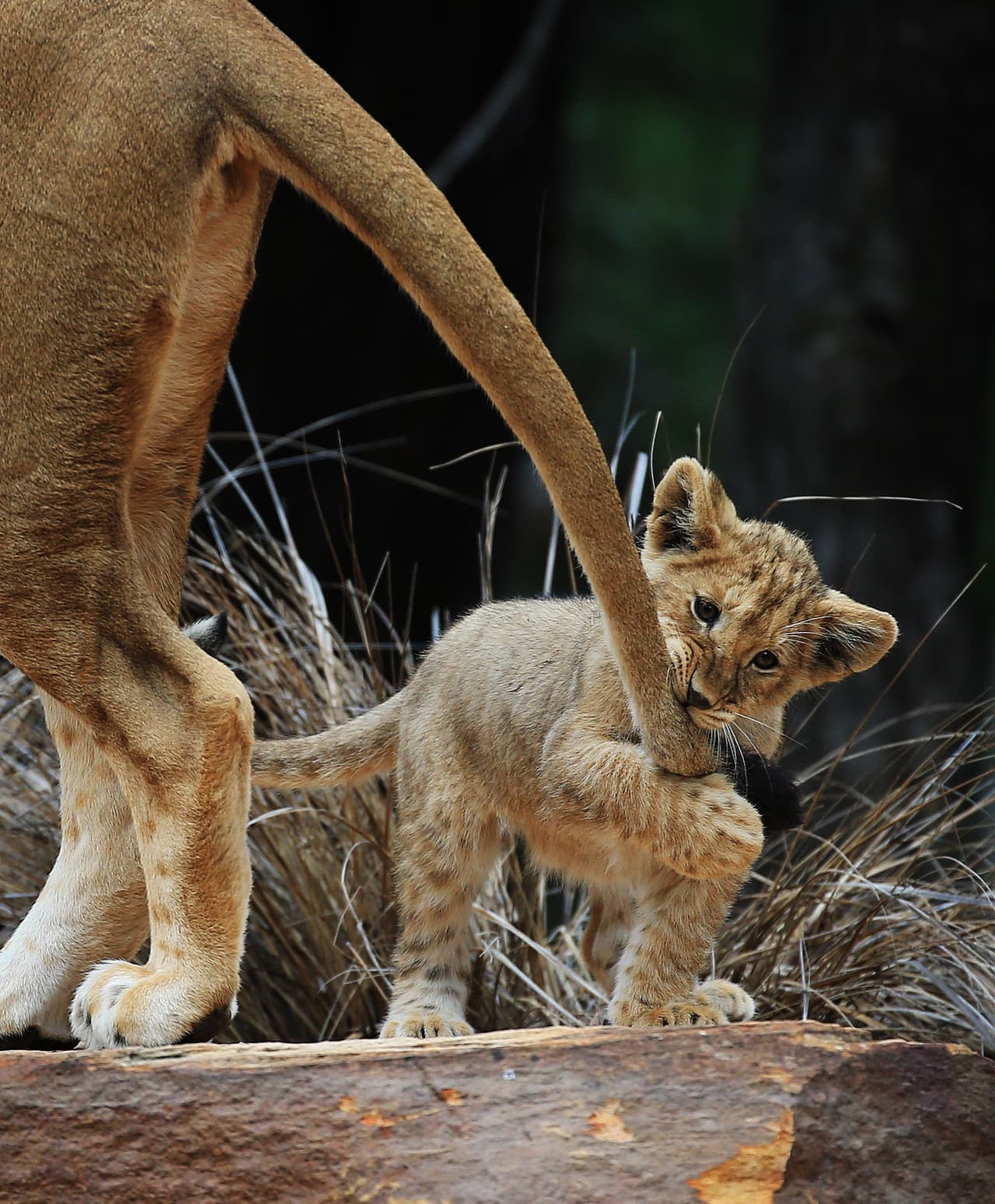 Como siempre, hay un rebelde.