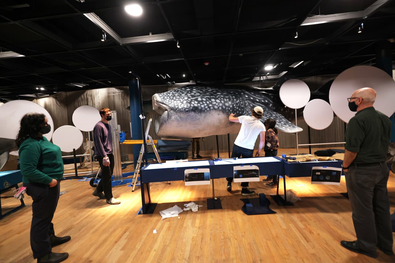 El tiburón ballena es el pez más grande del mundo, llegando a medir hasta más de 33 pies de largo.