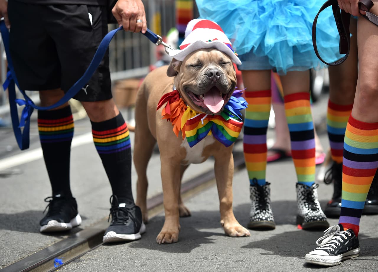 Cientos salieron a las calles de San Francisco para celebrar el Orgullo Gay.