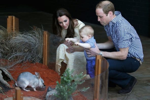 El pequeño quedó encantado con este pequeño bilby, una especie en peligro de extinción. Más videos de Chismes aquí.