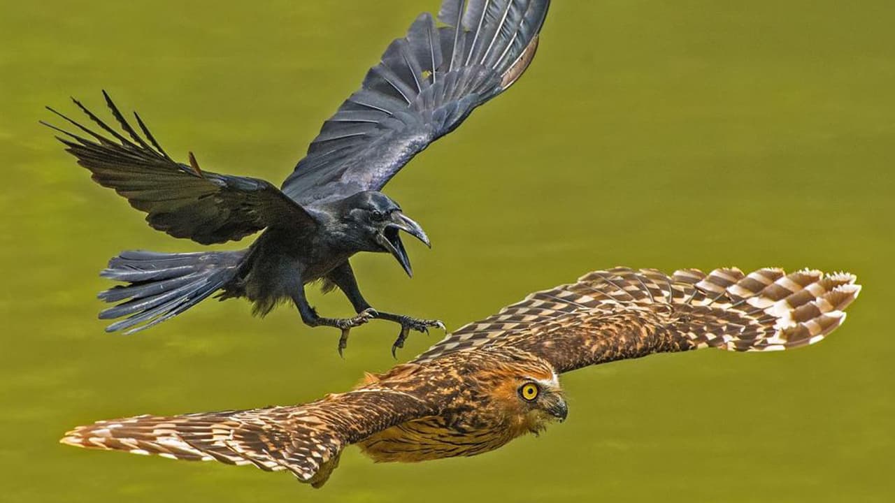 Un oso en duelo y un océano de plástico: estas son las mejores fotos de la naturaleza para National Geographic