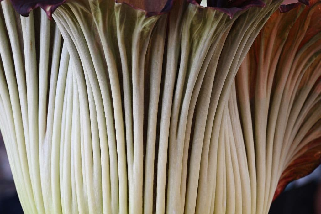 La flor cadáver de San Marino llevaba varios días en camino a florecer al 100 por ciento, lo que ocurrió este lunes, 28 de agosto.