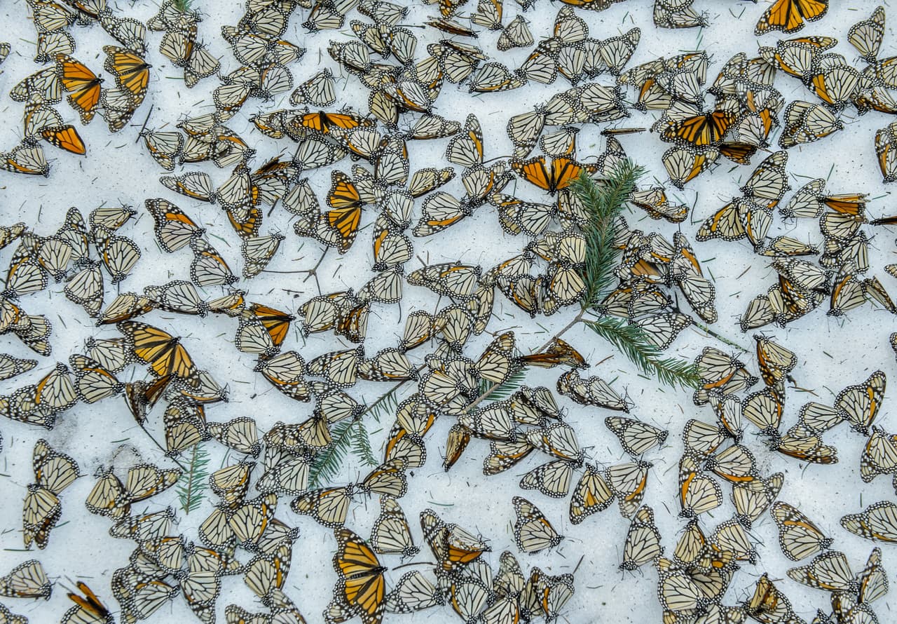<b>Monarcas en la nieve. </b>El mexicano Jaime Rojo retrató la alfombra de mariposas monarcas sobre el suelo de El Rosario,
<b><a href="http://www.univision.com/noticias/planeta/las-mariposas-monarca-frente-a-la-gran-nevada-de-mexico">refugio donde hiberna esta especie en México</a>,</b> luego de una tormenta de nieve que azotó al estado de Michoacán en marzo de 2016. Con esta imagen obtuvo el tercer premio de la categoría de Naturaleza.