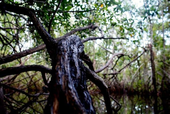 Por este fin de semana la entrada a los Parques Nacionales de Florida serán gratuitos. ¡Aprovecha y disfruta de la naturaleza!