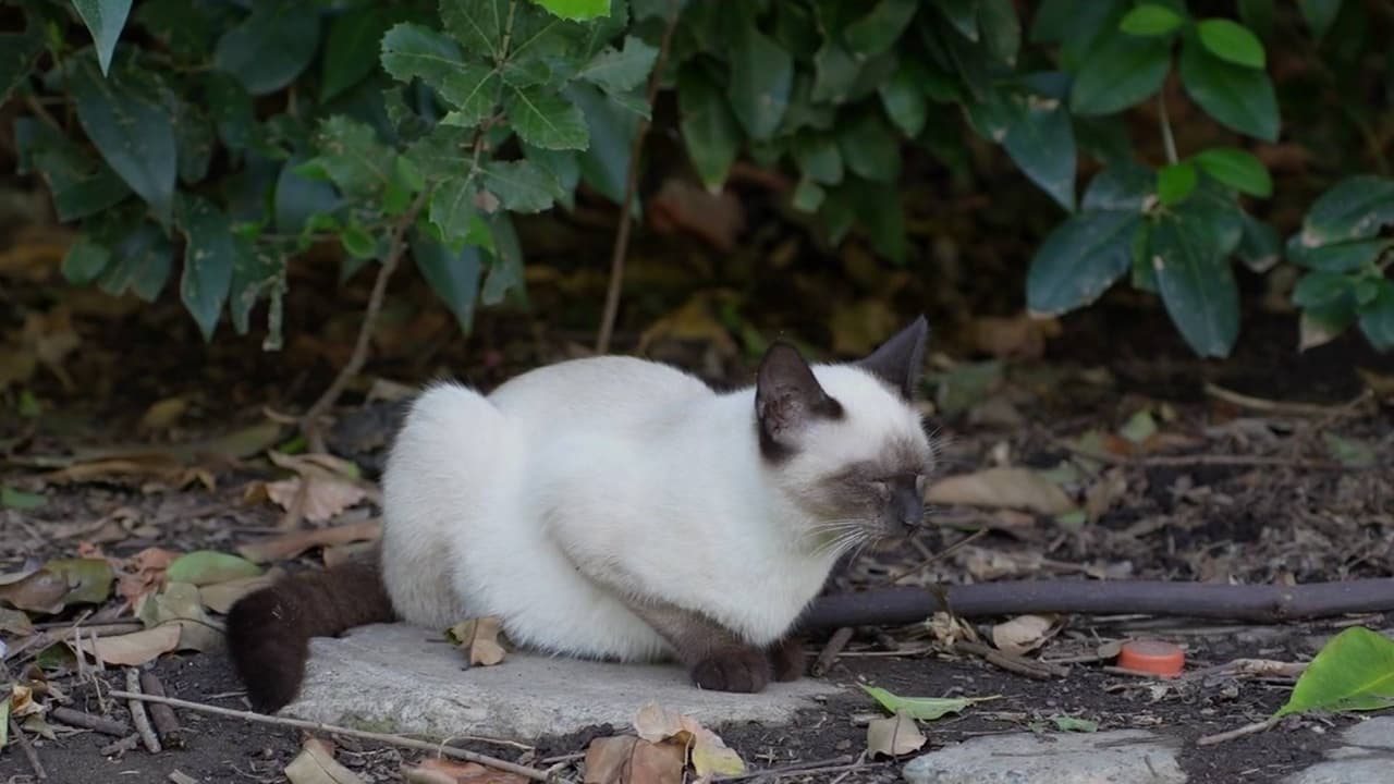 Ripon propone multas de $100 por alimentar gatos callejeros en espacios públicos