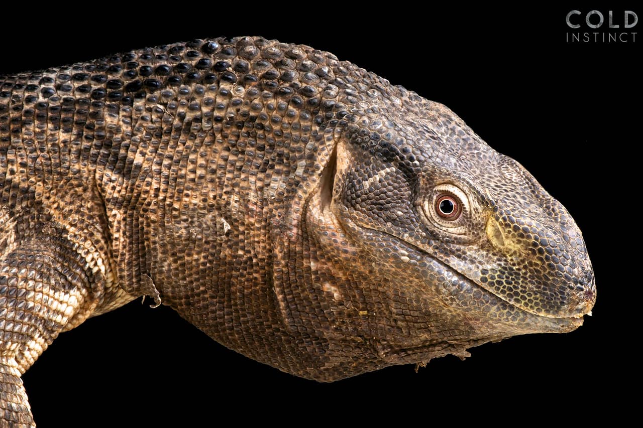 <i>Varanus albigularis </i>o ‘lagarto monitor de roca’, originario del sureste de África.