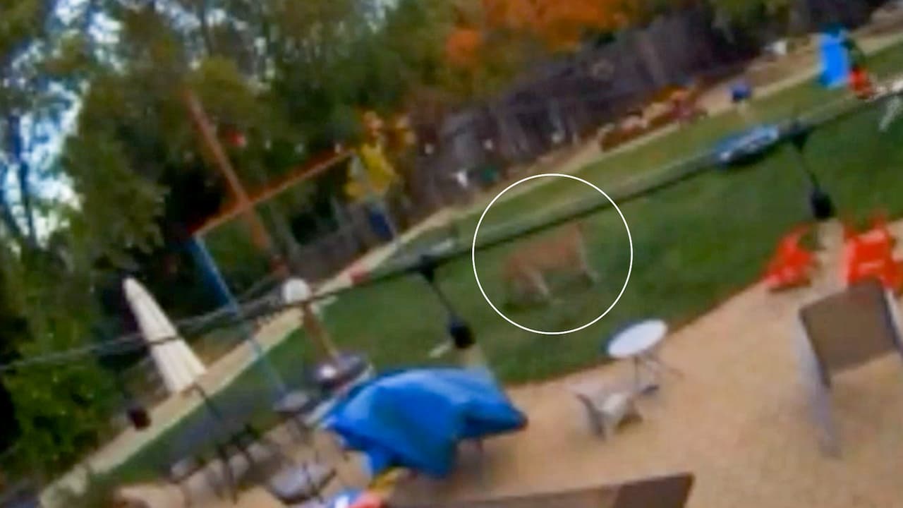 Un puma se salta una cerca de una casa y persigue a un perro en California