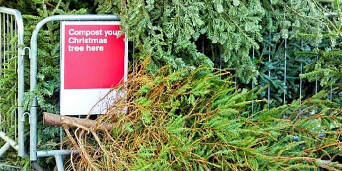 • Desecha el árbol seco rápidamente o llévalo a un centro de reciclaje. No lo dejes en la casa o quemes en una chimenea ya que tienen resina.
<br>