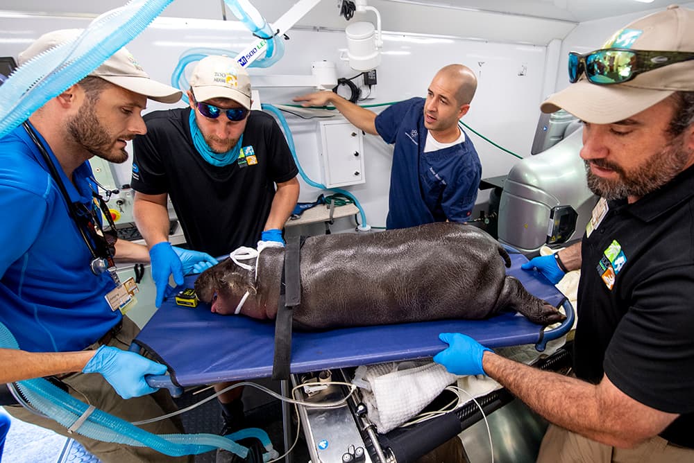 El Dr. Jimmy Johnson, el coordinador de cuidado de animales Alex Hoenstien, el Dr. Xavier Meaux de Mobile Pet Imaging y el director de cuidado de animales Mike Barnes, transportan a Aubergine desde el vehículo de Mobile Pet Imaging de regreso al Zoológico de Miami