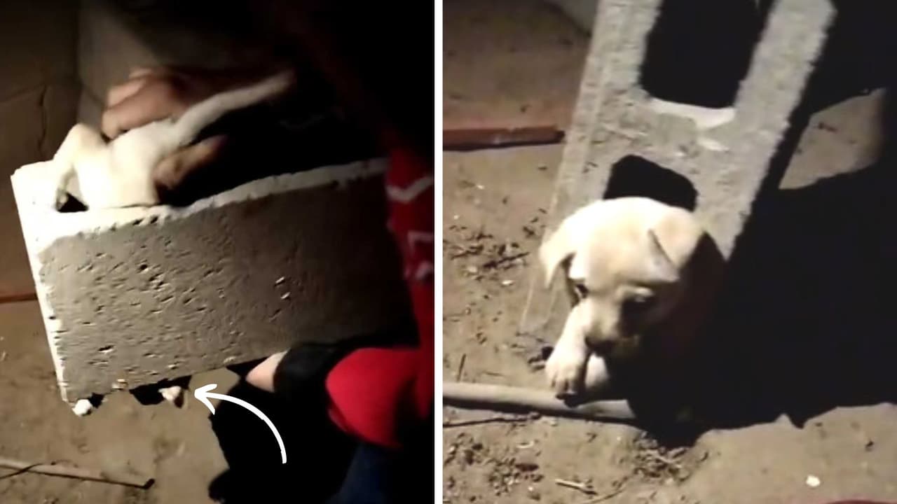 Perrito se queda atorado en tabique y su rescate parecía misión imposible: ¿cómo se metió ahí?