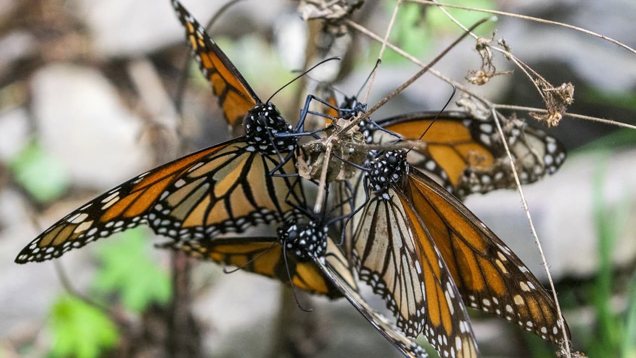 La lucha por mantener el maravilloso fenómeno migratorio de las mariposas monarca