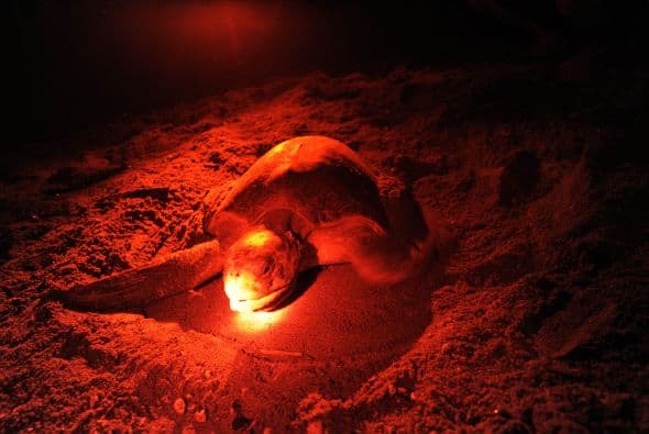 "El Salvador y Costa Rica llevan a cabo un esfuerzo similar que debe ser emulado por otros países donde anidan las tortugas, pues están en peligro de extinción", agregó, recordando que el monitoreo satelital es usado también en "tiburones y ballenas para conocer su comportamiento y desplazamiento" finalizó.