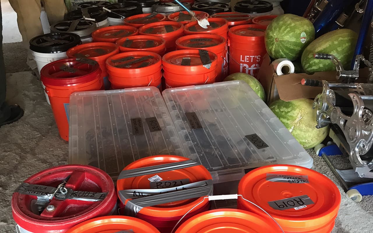 Encuentran 100 cobras venenosas, ocho caimanes y otros reptiles peligrosos en una casa de California