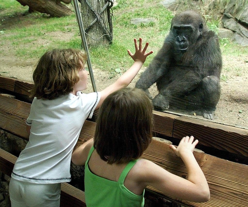 <a href="https://bronxzoo.com/" target="_blank">Zoológico del Bronx </a> - The Bronx - uno de los 5 condados de la ciudad de Nueva York