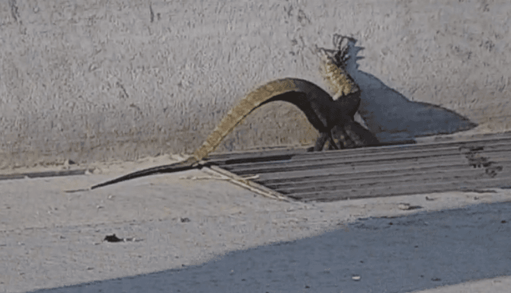 Rescatan enorme reptil sobre el Loop 101 al norte de Phoenix