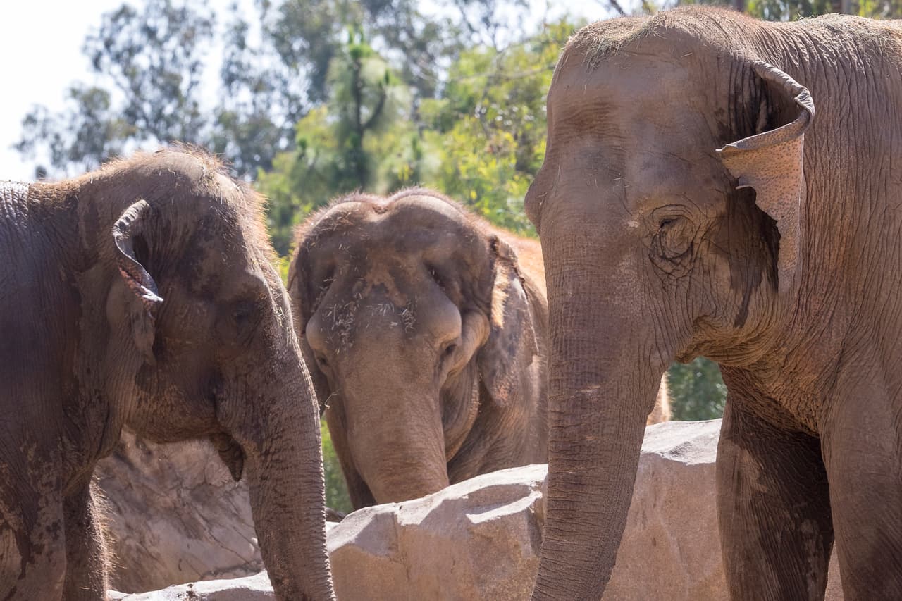 Entra con su hija de 2 años a la jaula de los elefantes para un 'selfie', huye y lo arrestan por “crueldad infantil”