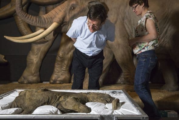 Mamut de la edad de hielo llegó a Londres
