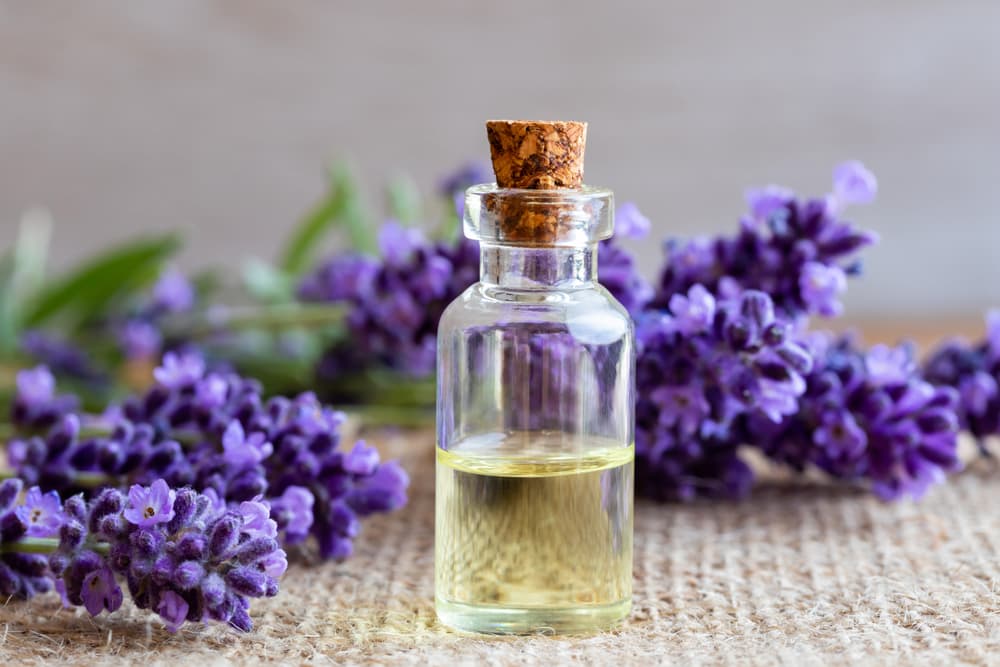 La lavanda, además de calmante, puede aliviar dolores de cabeza, desde los más pequeños hasta la jaqueca más molesta. Si tienes migrañas, puedes mezclar aceite esencial de lavanda con aceite de oliva y aplicarte un masaje suave en tu cabeza o sienes.