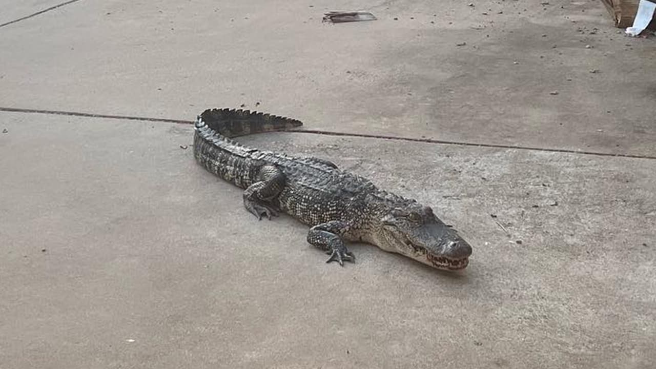 TPWD recomienda no acercarse a los caimanes y no tratar de enfrentarlos por ningún motivo, mantener distancia considerable y dejarlos en paz. No alimentar a los animales porque es un delito menor Clase C que es castigable con una multa de hasta $500. No dejar solos a los niños cuando están en zonas donde podrían tener encuentros con caimanes. Si encuentra un caimán, llame a TPWD. 713-779-8977.