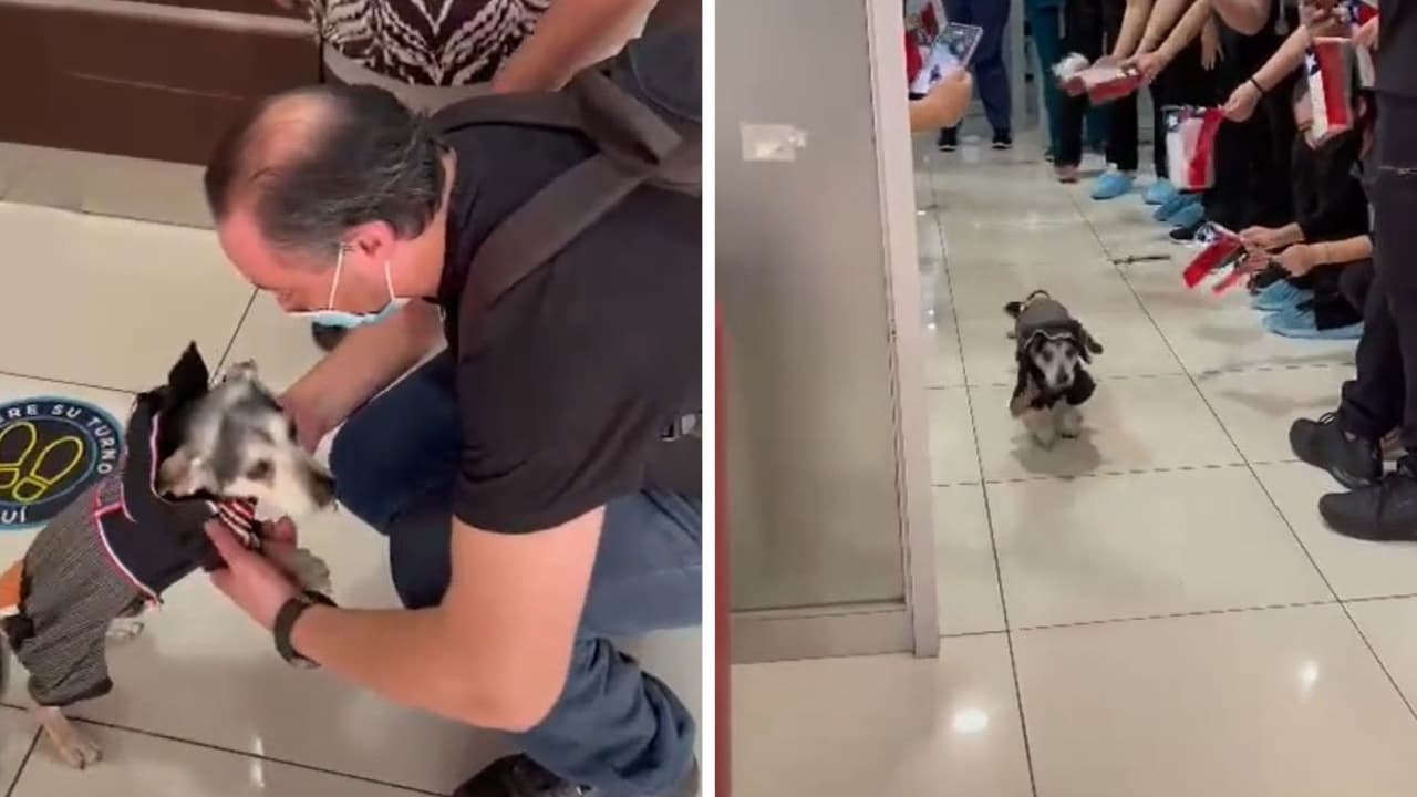 Perrito vuelve a casa tras 22 días hospitalizado: lo despiden con aplausos y conmueve en redes
