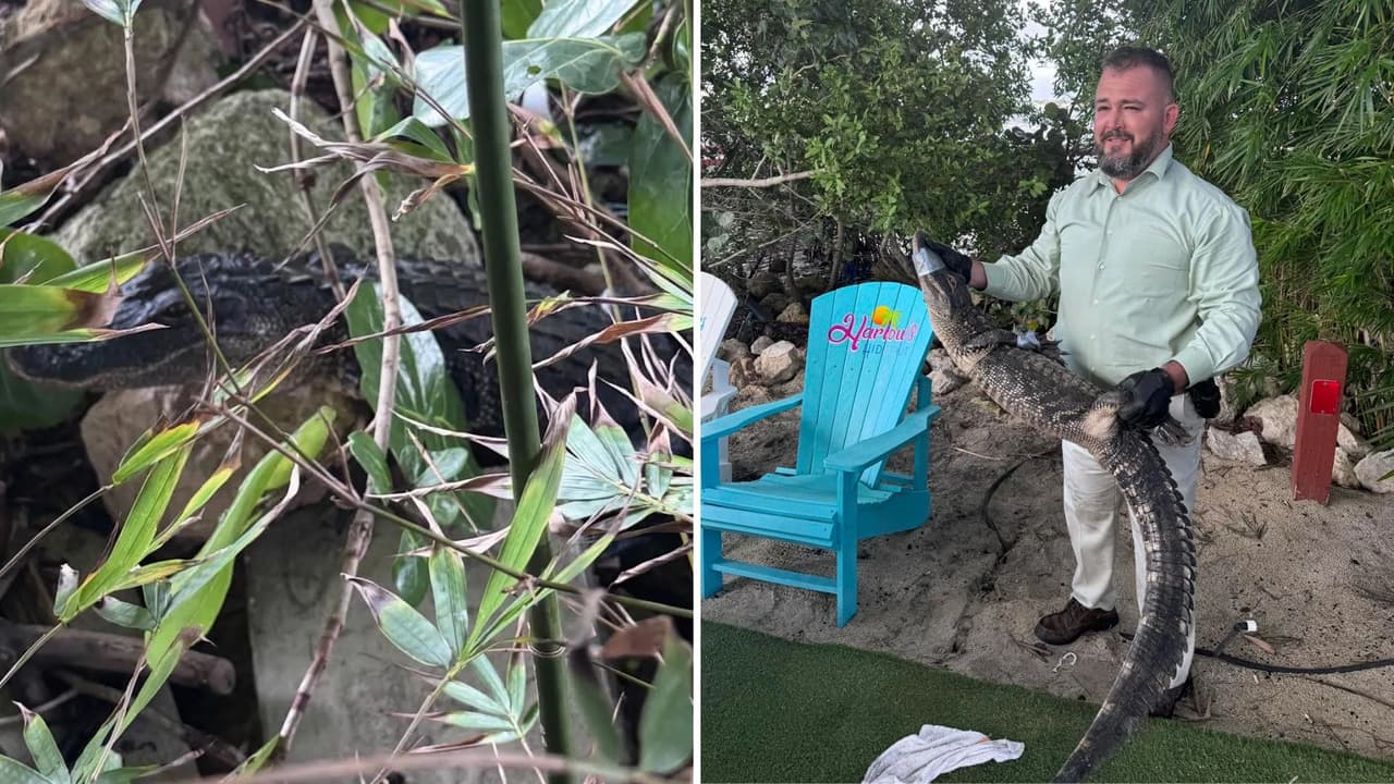 Un caimán irrumpe en un bar de Florida: la policía lo retiró tras interrumpir la hora feliz