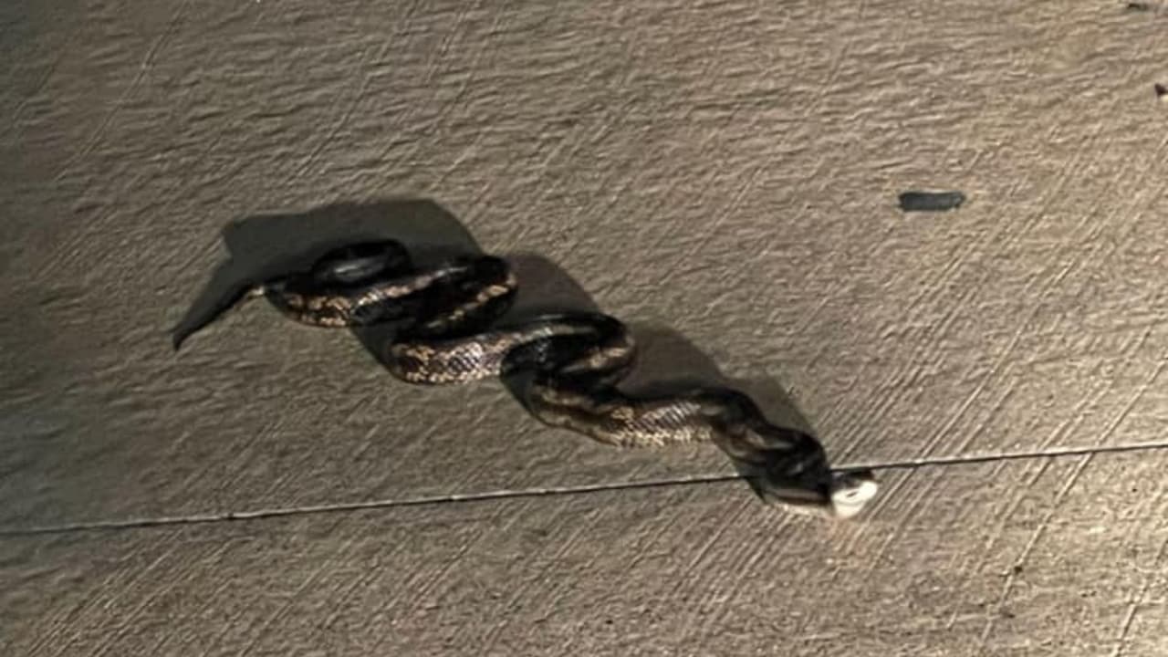 En la calle y de noche, Yamira Pacheco vio esta serpiente que hasta levantó la cabeza. Varias vecinas del Metroplex han comentado que estos animales las sorprenden en sus patios y han llegado a pisarlas.