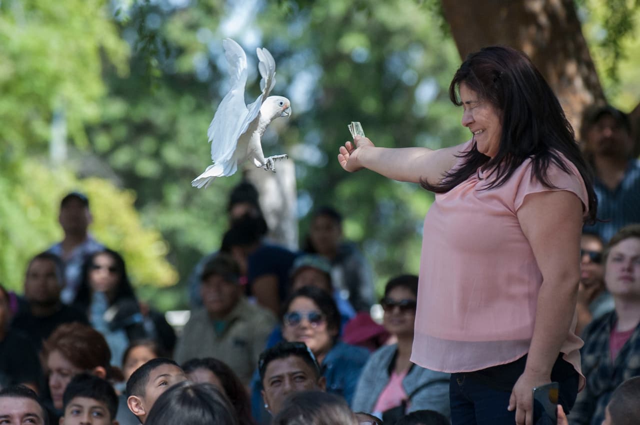 El show de aves fue uno de los favoritos durante el Festival de los Niños 2017