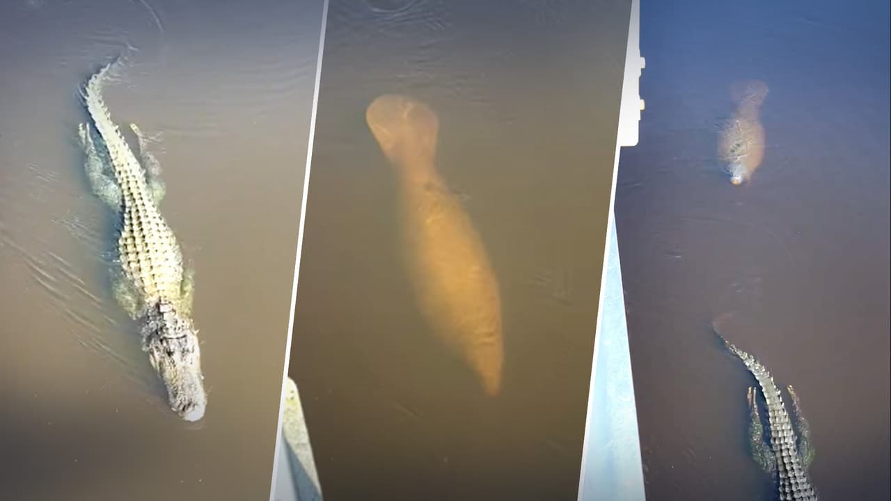 Captan a un manatí nadando tras un caimán en un parque de Florida