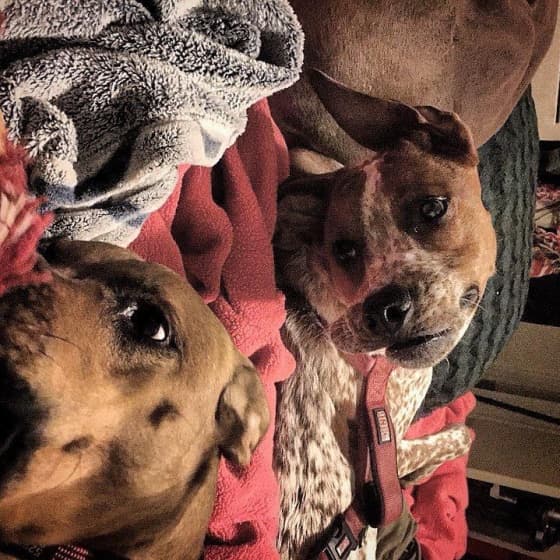 <b>El perro de dos cabezas </b>
<br>"Acabo de pasar 20 segundos terribles tratando de entender esta foto". Eso decía 
<a href="https://twitter.com/Gufeton">el tuitero Gufeton en una imagen </a>en la que aparecen dos perros y que enseguida se hizo viral. Aunque el que ocupa buena parte de la fotografía es un can completamente normal, en un primer vistazo parece deforme.