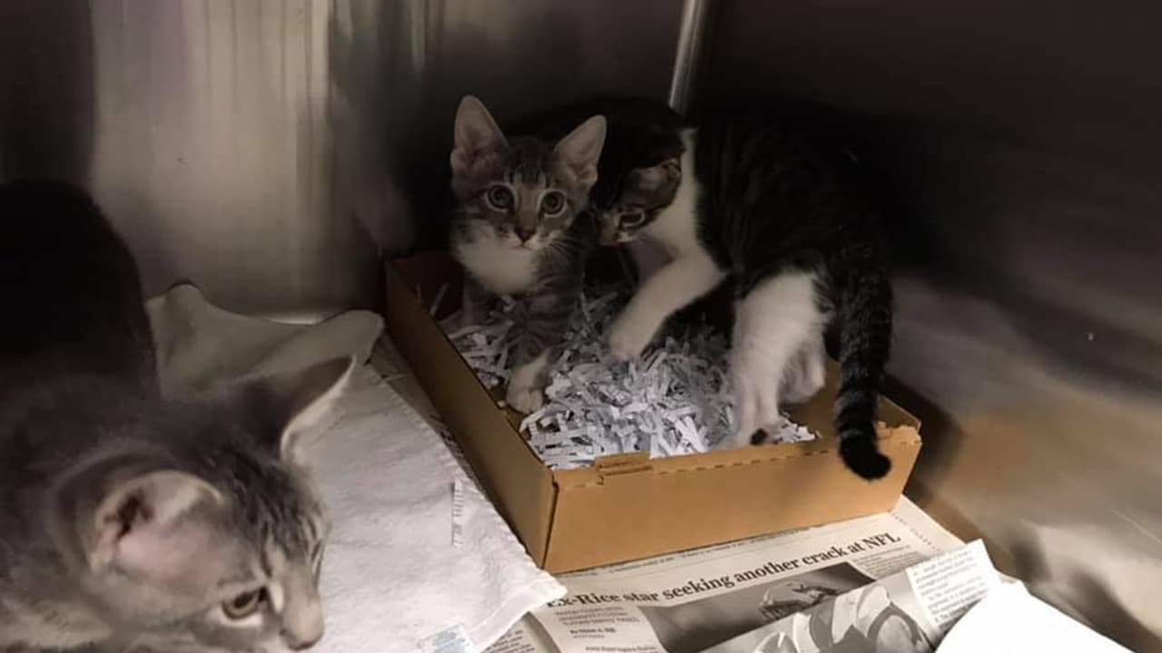 Para rescatar a decenas perros y gatos que se quedaron sin hogar.