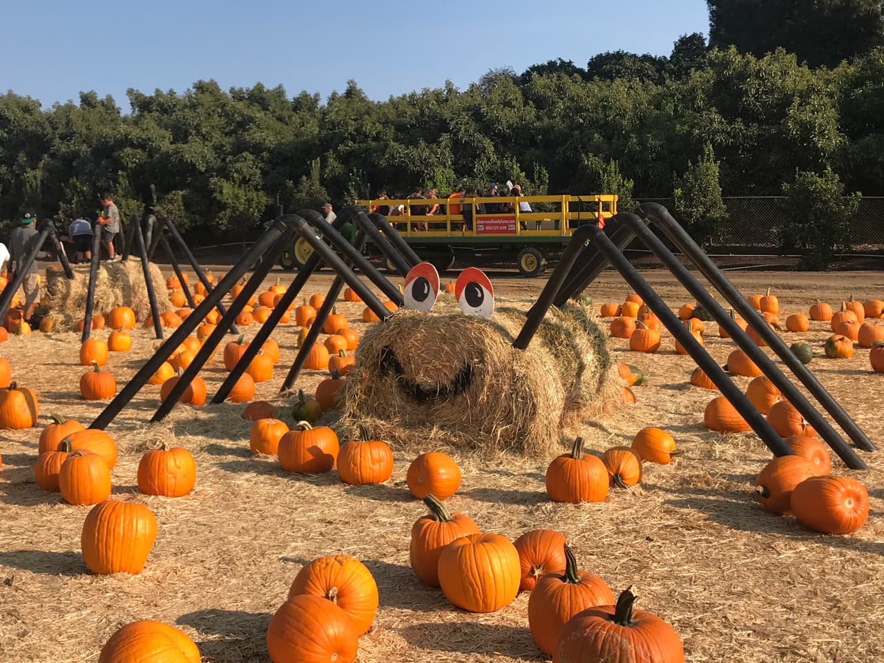 La granja localizada en la ciudad de Moorpark, a una hora de distancia de Los Ángeles, es una de las pocas que reabrió los festivales de otoño y ofrece hectáreas de terreno en los que tú y tu familia pueden pasar un tiempo de recreación, seguros de que se respetan las medidas de seguridad contra el contagio del coronavirus.