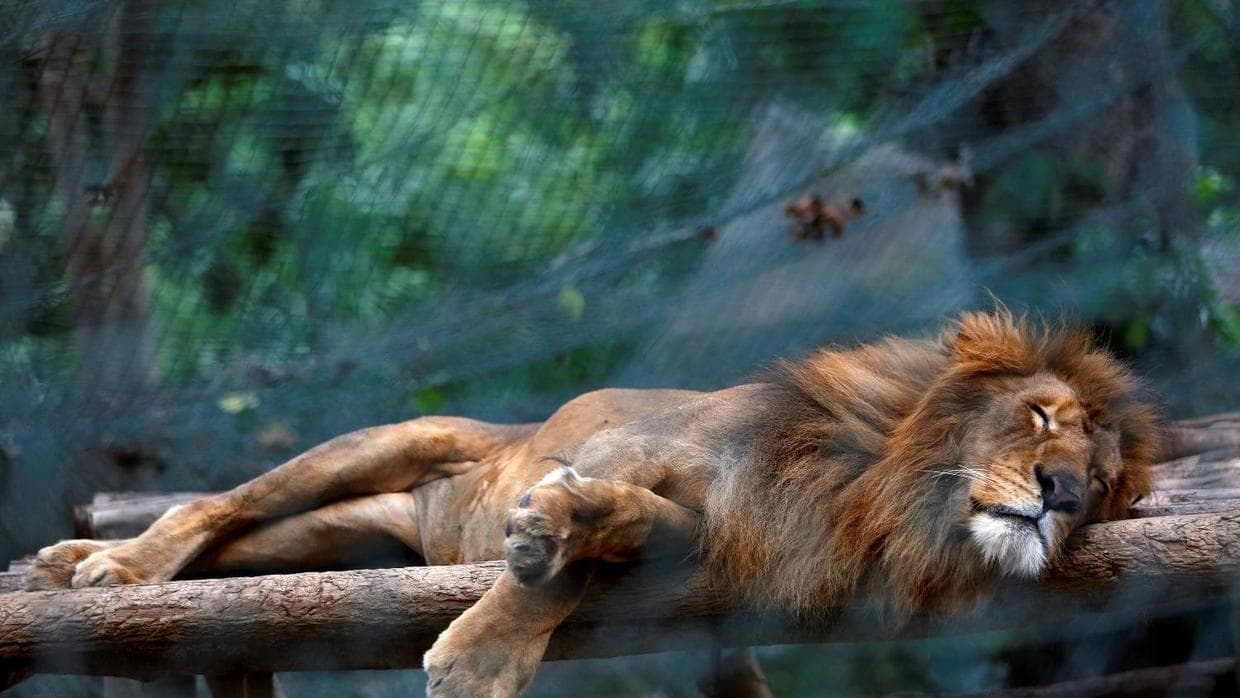 In Venezuelan zoos, shortages and inflation force animals on diets