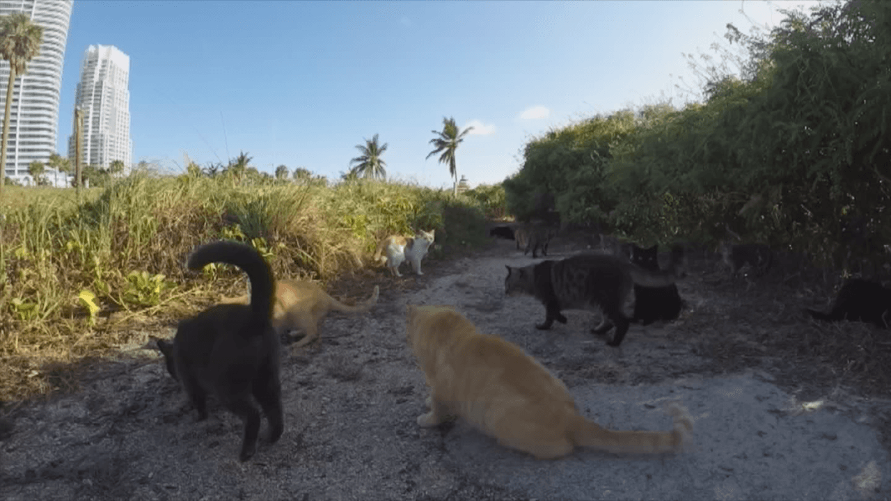 Una nueva iniciativa del condado Miami-Dade busca controlar la población de gatos callejeros al tiempo que se intenta mantenerlos sanos.