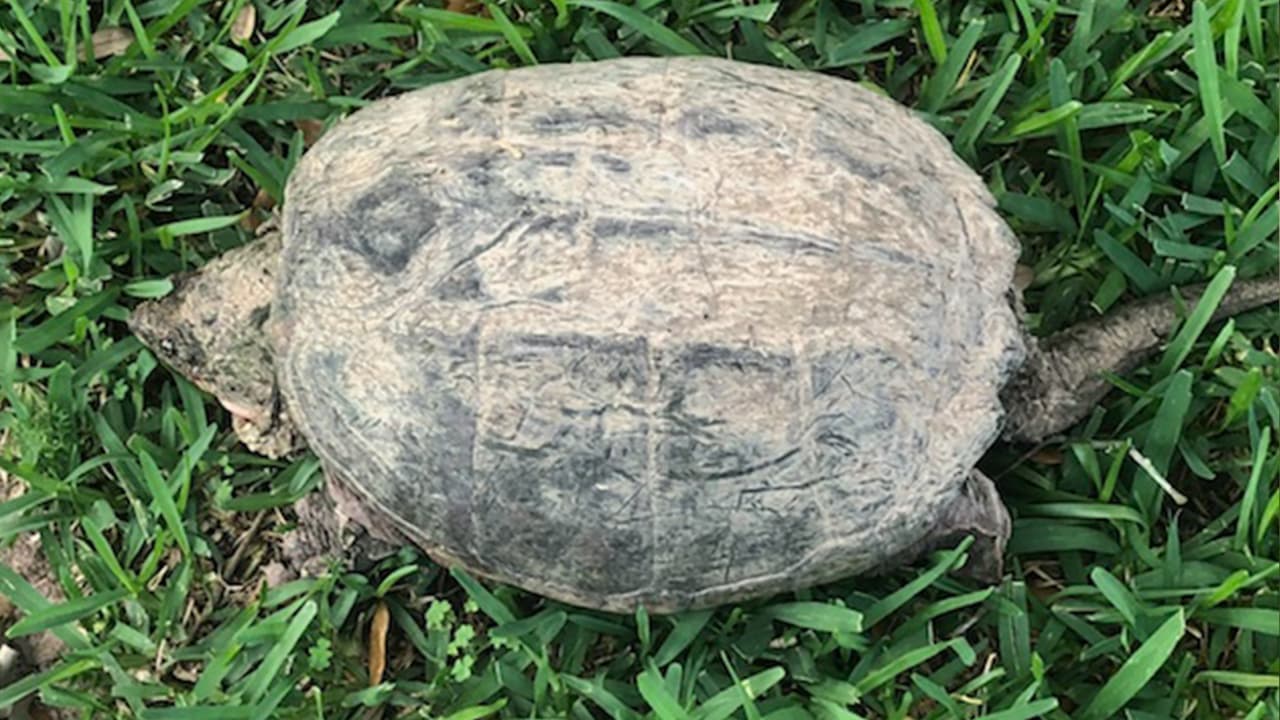 La tortuga fue hallada en el jardín frontal de la casa.
