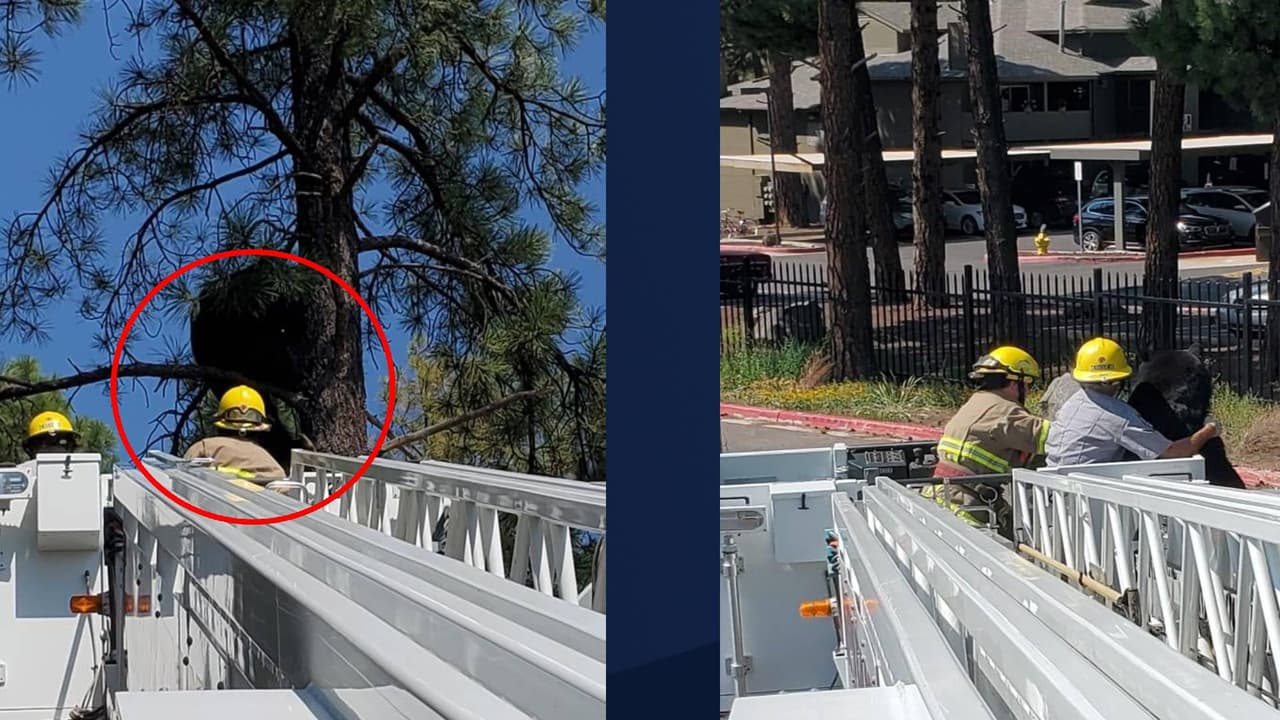 “Este trabajo siempre presenta diferentes desafíos, pero un gran reconocimiento para todos los que participaron en remover el oso de manera segura”, se lee en la publicación de Facebook del departamento de bomberos de Flagstaff. El incidente ocurrió la mañana del 6 de septiembre.