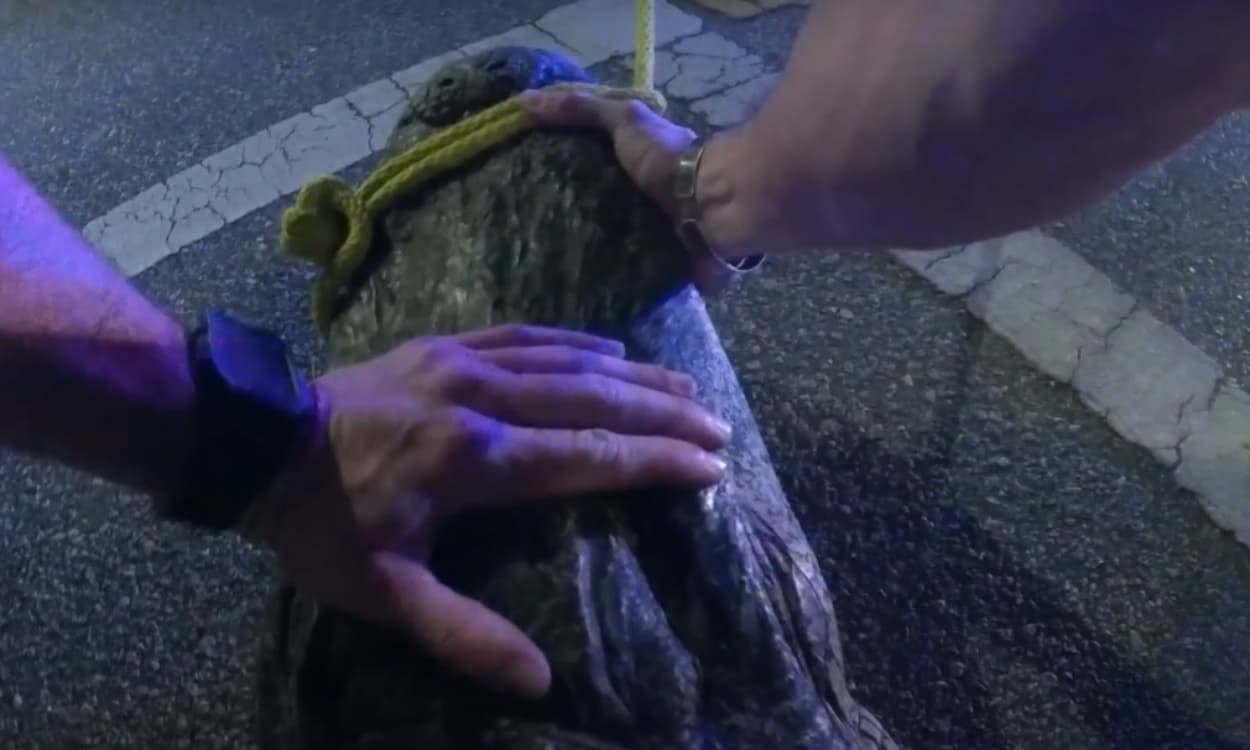 Caimán de casi 10 pies de largo es capturado por la policía en Tampa