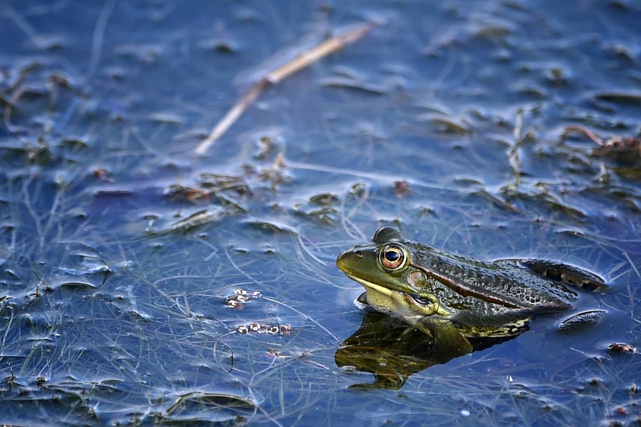 Mientras tanto, su compañía finalmente llegó: ¡era una rana!