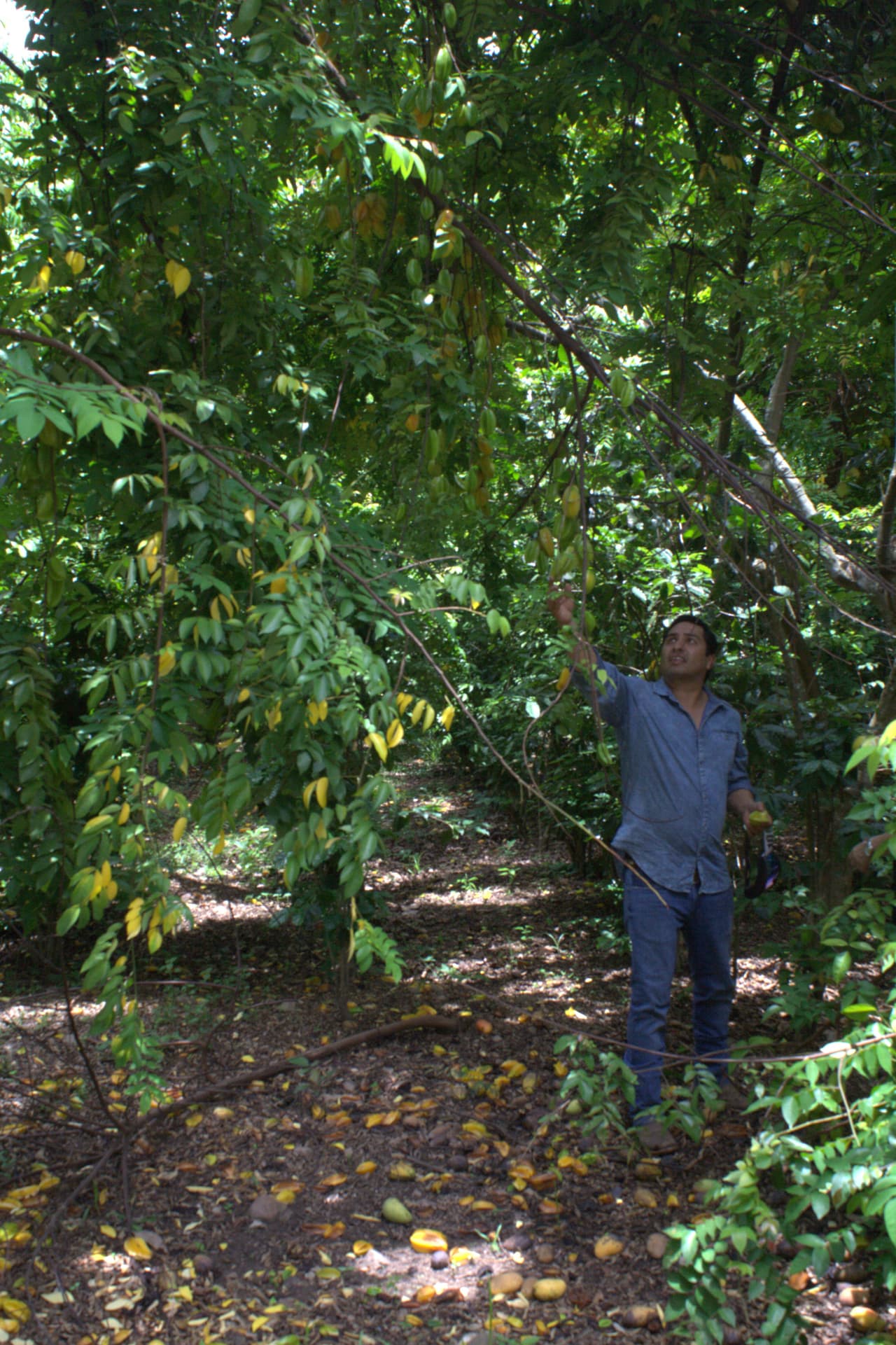 Por donde uno voltée existen árboles y plantas de diversos tipos, las frutas se alcanzan con la mano.