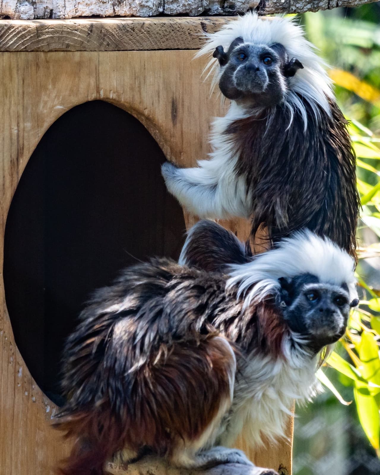 El tití cabeza de algodón es un primate nativo de los bosques y selvas de Colombia. Se alimentan principalmente de frutas, néctar, hojas frescas, insectos y lagartijas. Suelen vivir en grupo de tres a 13 individuos.