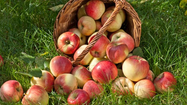En estos ocho huertos cerca de Filadelfia puedes recoger la fruta de la temporada  